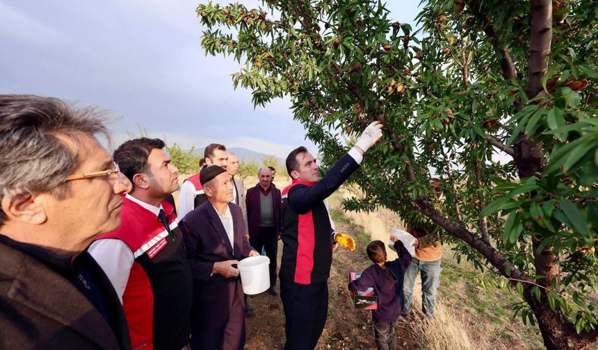 Güroymak ilçesinde badem hasadı yapıldı