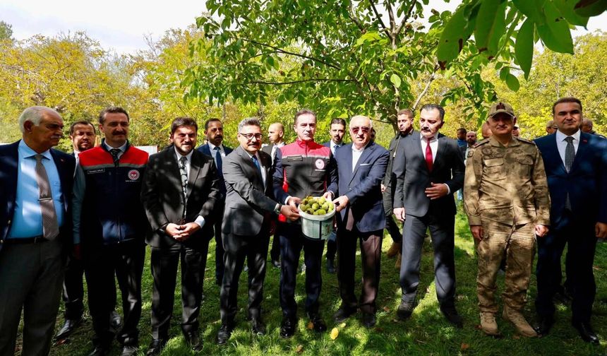 Adilcevaz’ın tescilli cevizinde hasat başladı