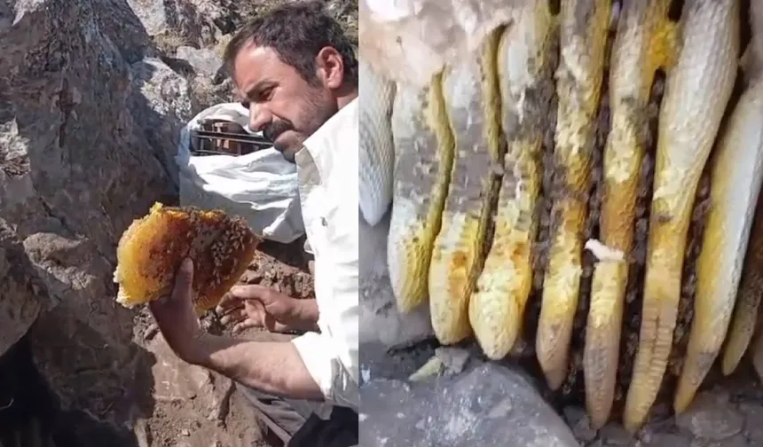 Kaya balı nedir, faydaları nelerdir? İşte merak edilen özellikleri