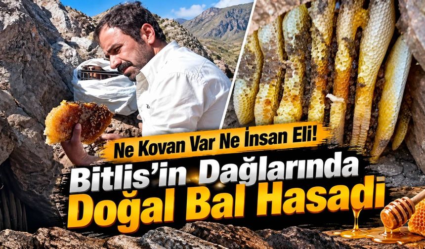 Ne Kovan Var Ne İnsan Eli! Bitlis’in Dağlarında Doğal Bal Hasadı