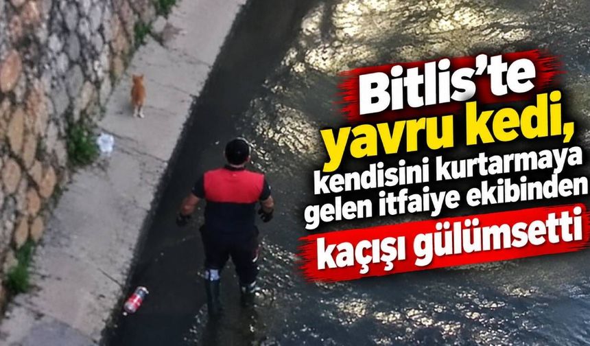 Bitlis'te yavru kedinin, kendisini kurtarmaya gelen itfaiye ekibinden kaçışı gülümsetti